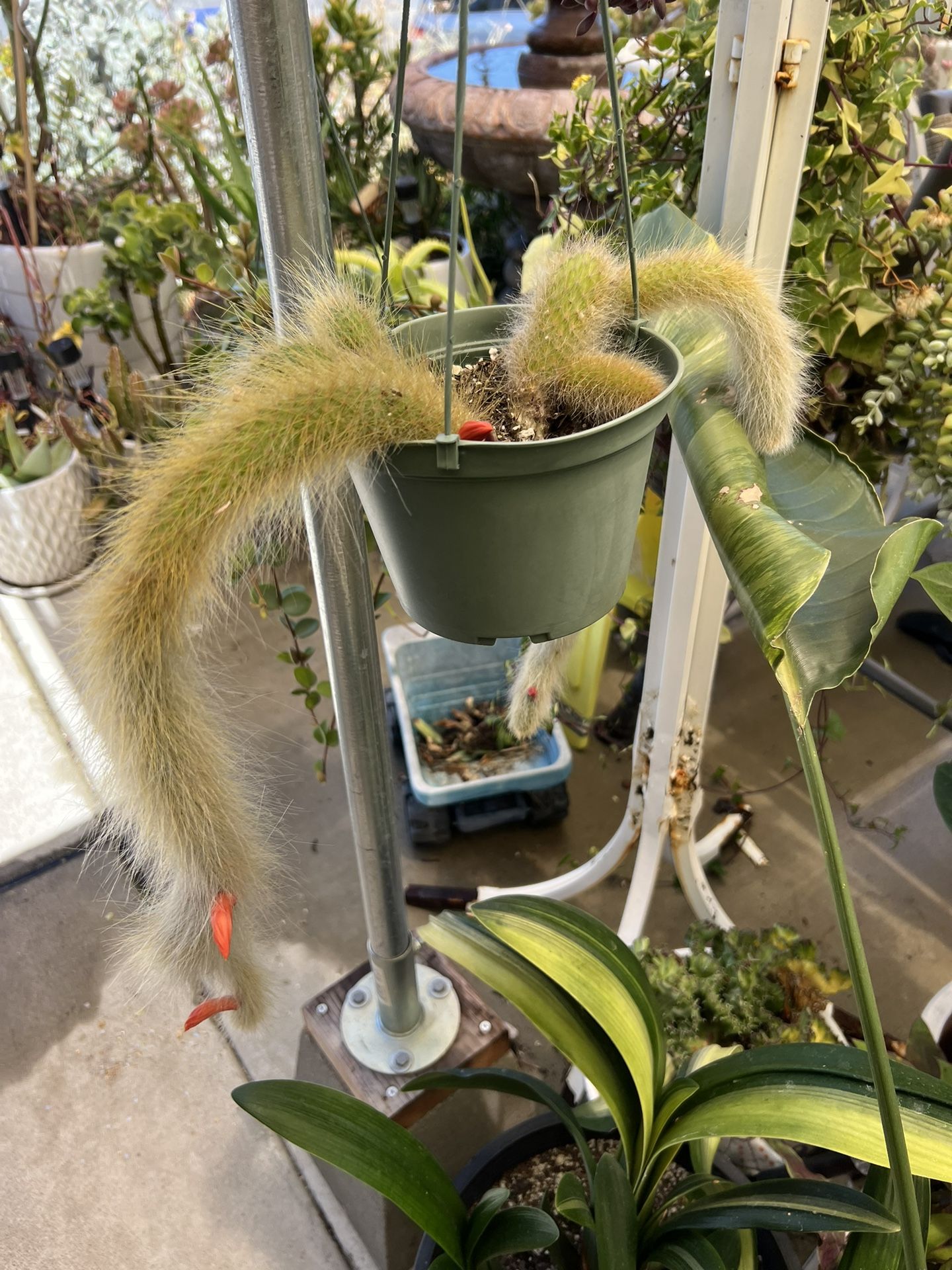 Monkey Tail