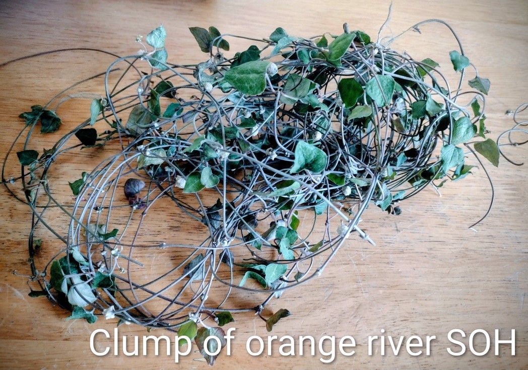 Orange River String Of Hearts Cuttings