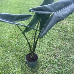 ALOCASIA TIGRINA (6” pot) Unique Leaves 