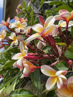 Plumeria Cuttings $5