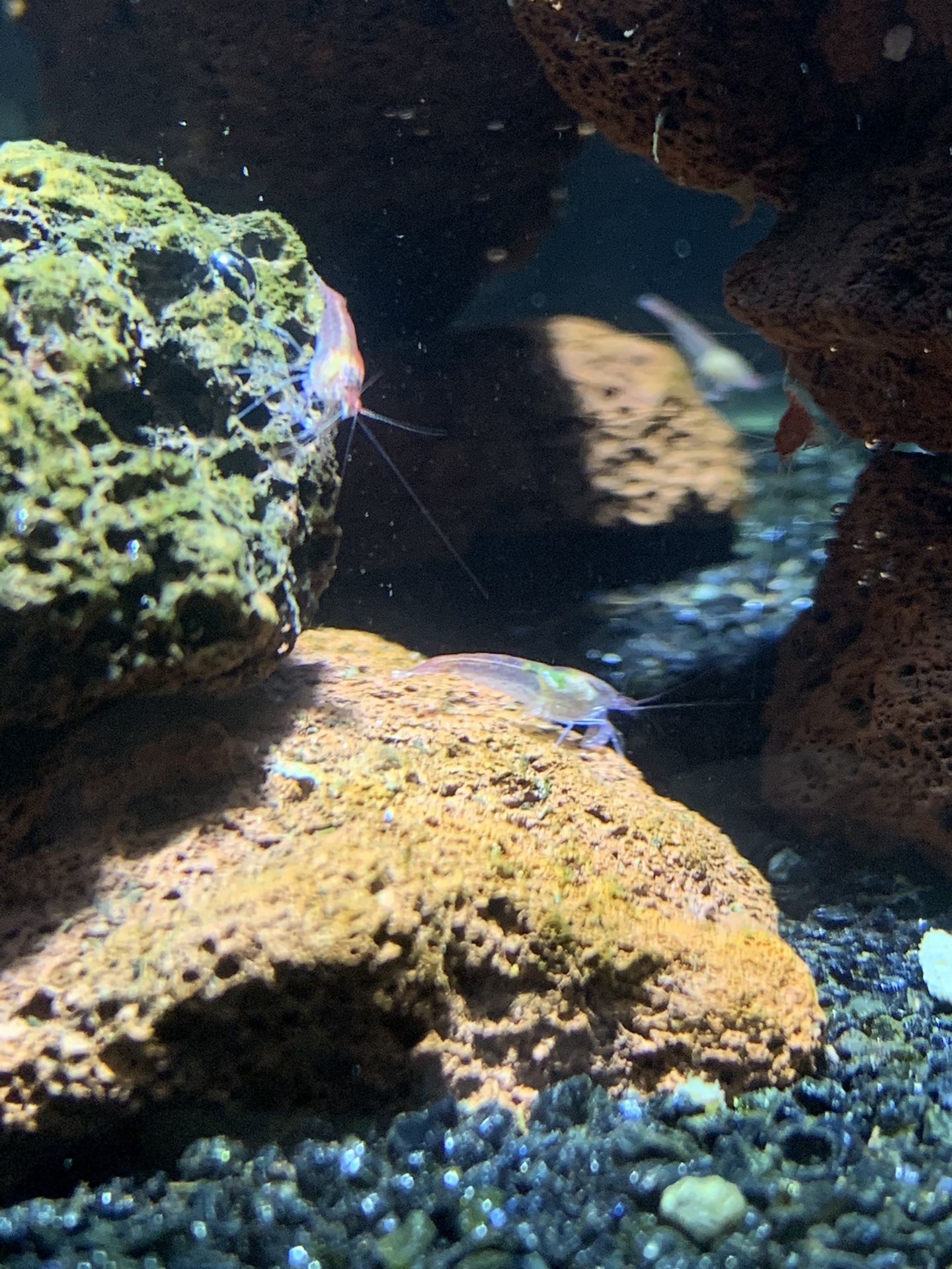 Aquarium Bowl Natural Micro Aquatic Vase for Sale in Anaheim, CA OfferUp