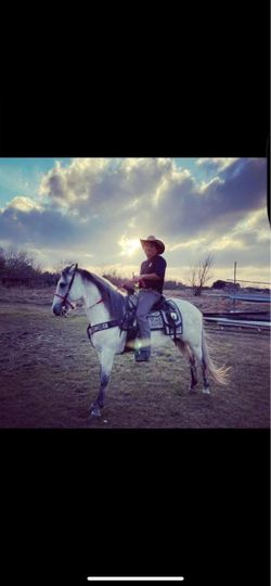 Caballo español puro