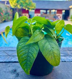 Cebu blue Pothos 6” pot a