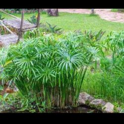 Umbrella Palm Plant for ponds, pools, or landscape