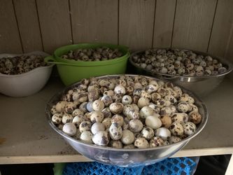 Huevos  De  Godornizes 100 Por $ 30