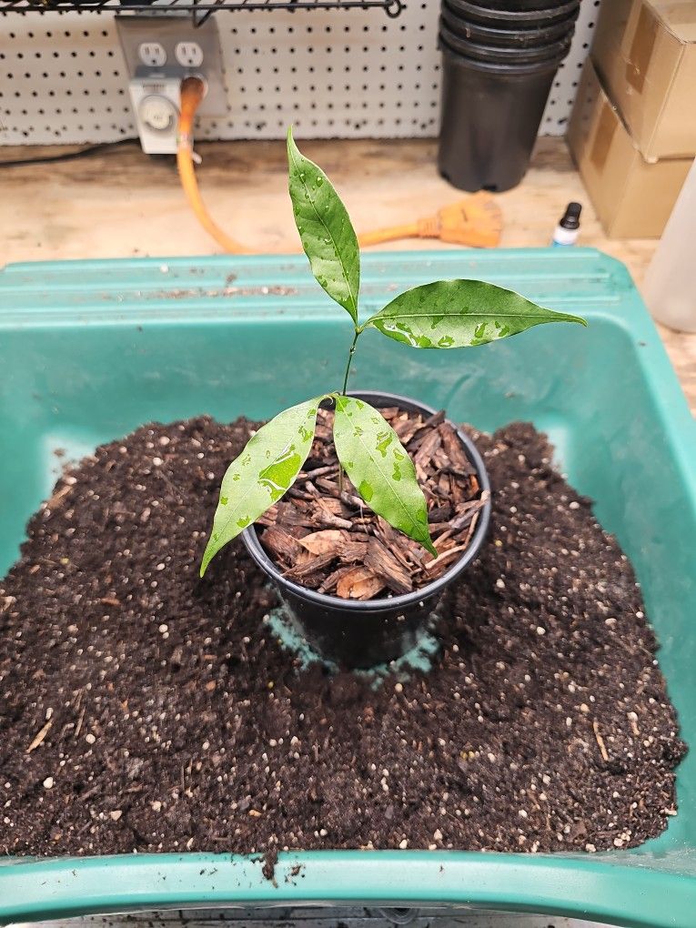 Lychee Trees
