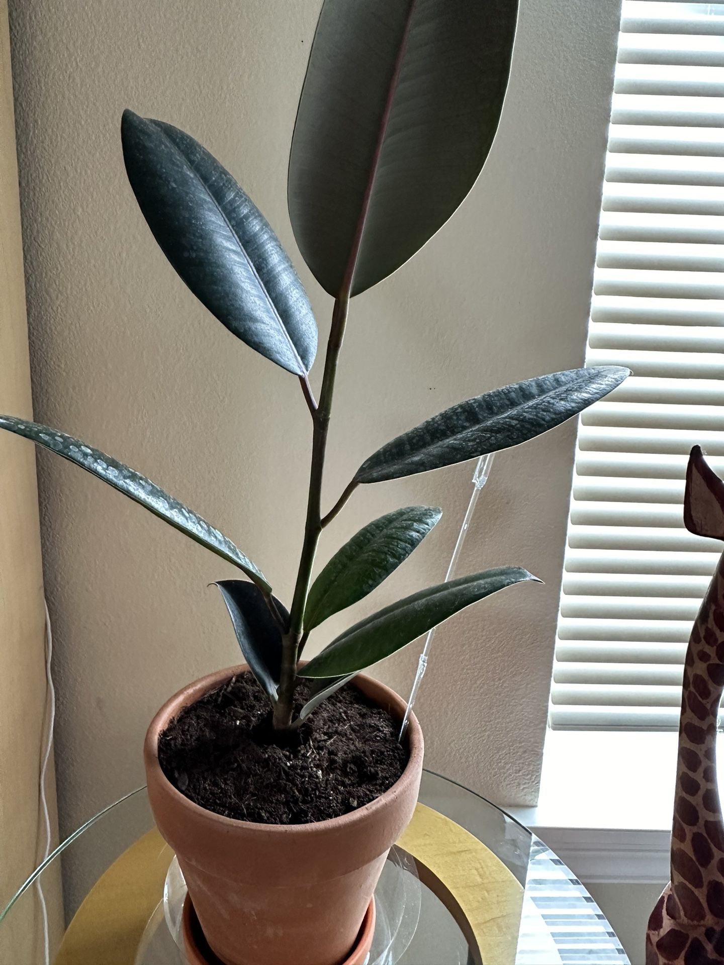 Rubber Fig Plant In A 5” Pot 20” Tall 