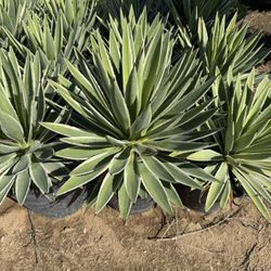 AGAVE ANGUVSTIFOLIA