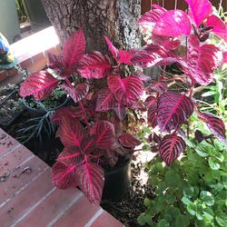 Red Leaves Plant