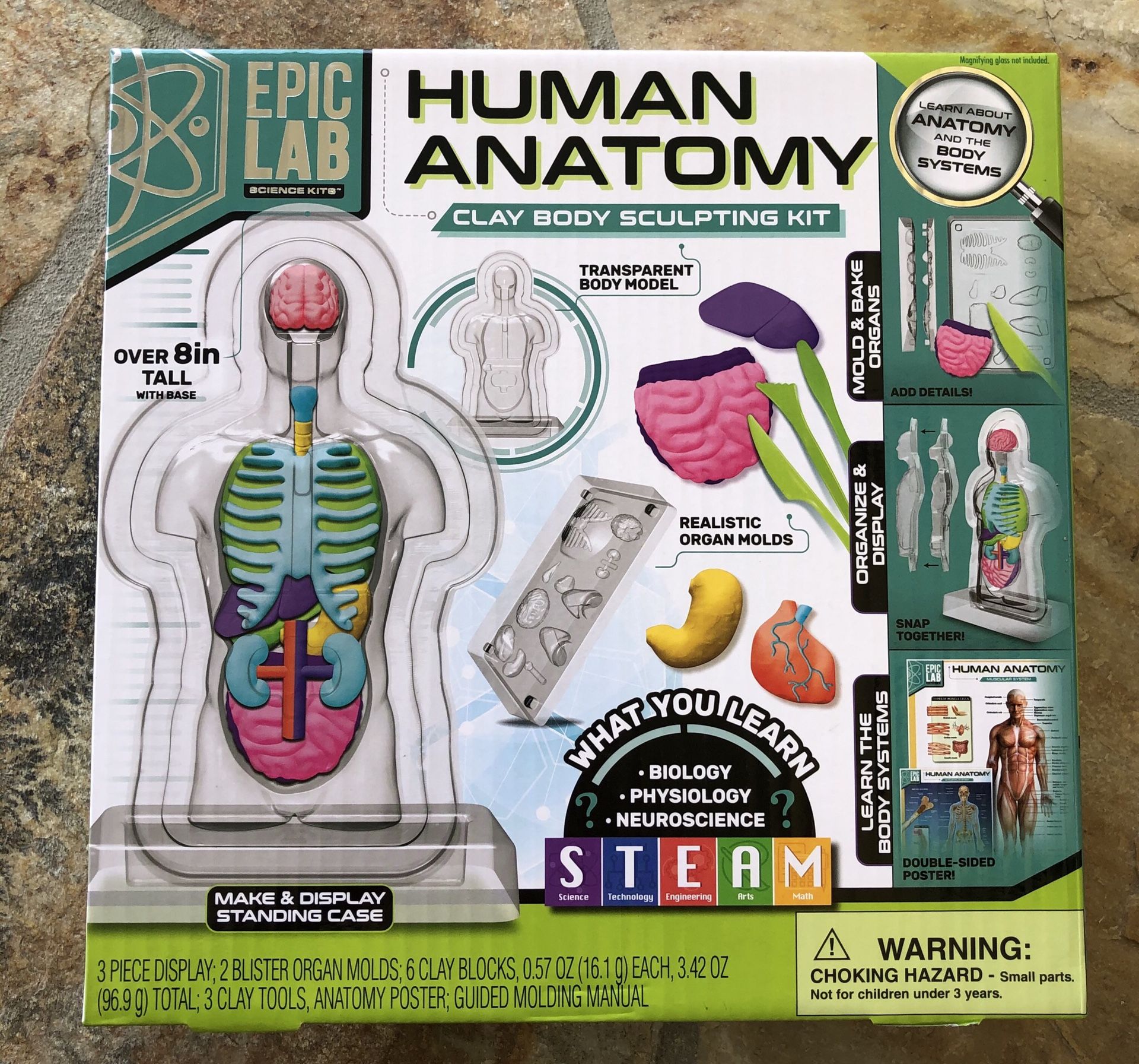 Human Anatomy Clay Body Sculpting Kit