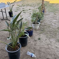 Plantas diferentes precios