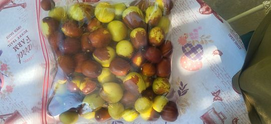 Delicous and nutritious Jujube fruit
