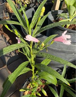 Mexican Pink Ruelias $12 Each Price Firm