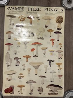 Vintage Educational Poster Svampe Pilze Fungus Illustrations of Botanical Mushroom