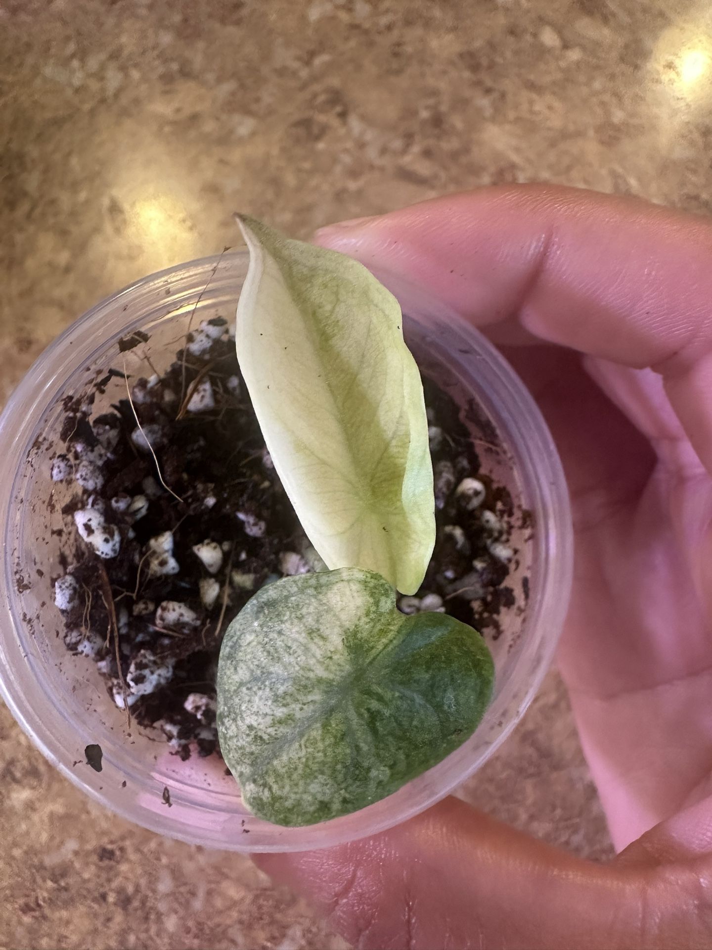 Ninja Splash Alocasia