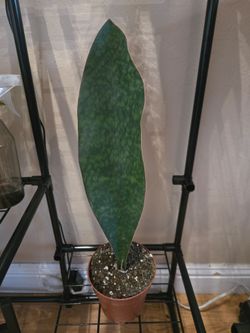 Whale fin plant