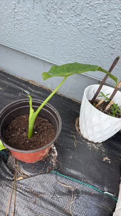 Alocasia