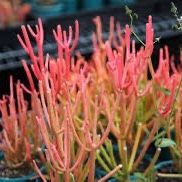 $10+ | Euphorbia tirucalli 'Firesticks' | Pencil Cactus | Resembles Sea Coral | Drought Tolerant