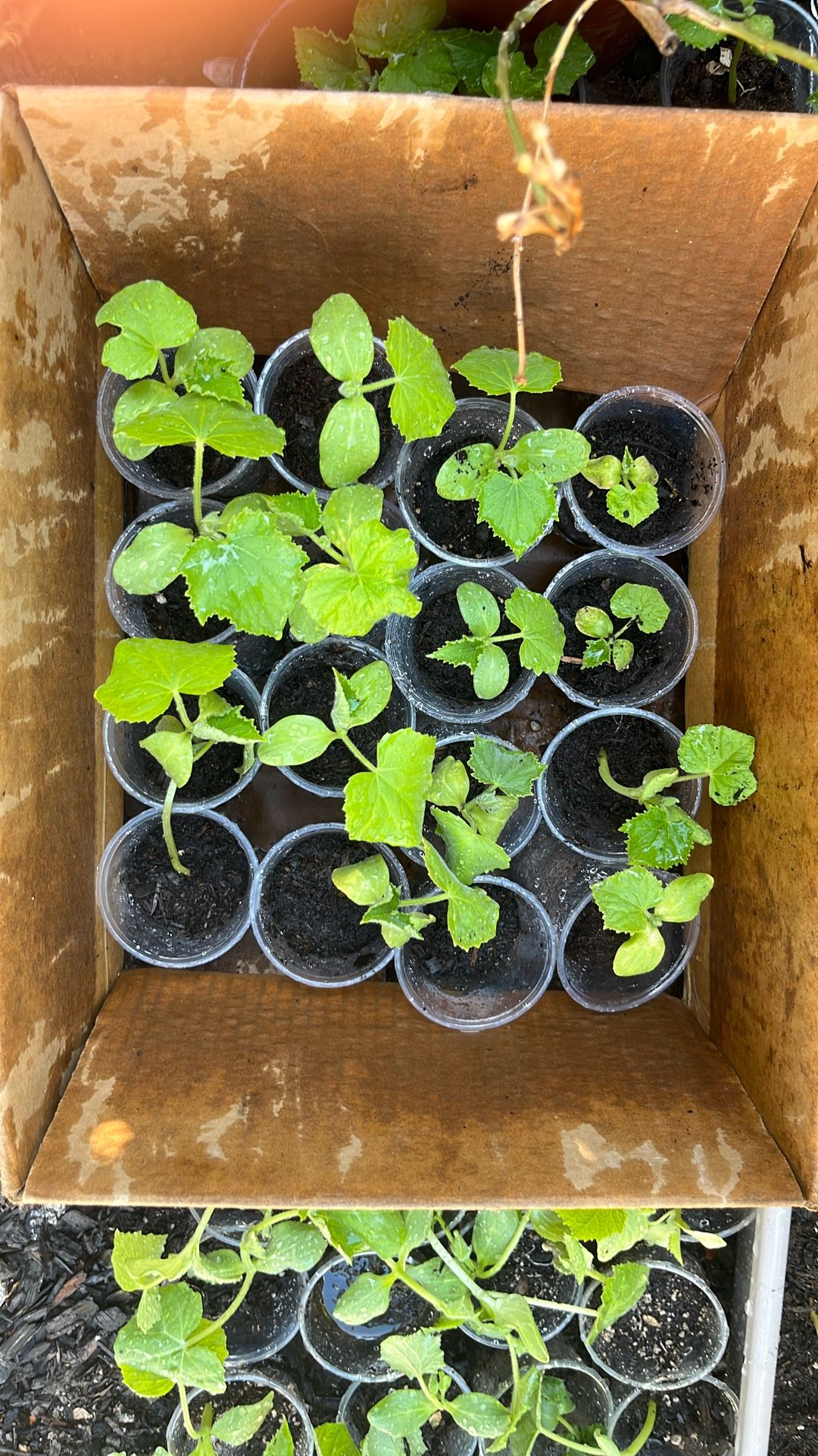 Cucumber Plant (planta de pepino)