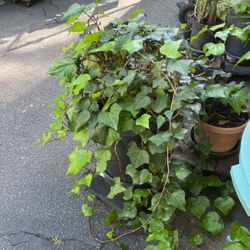 Ivy Plants In Large Pot Decorative Green Plant Easy To Care For