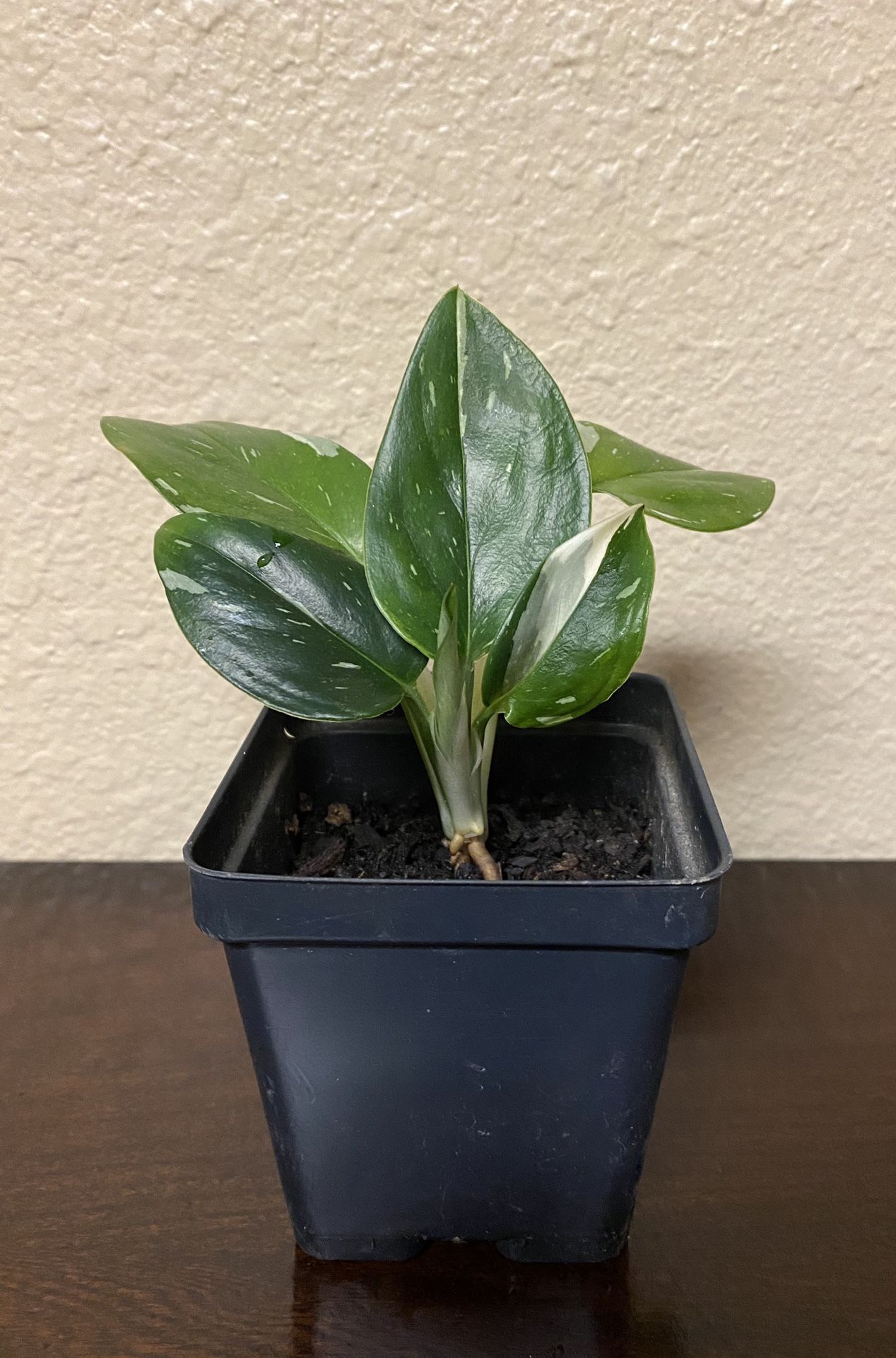 Monstera Standleyana Variegated Plant 3.5” Pot 