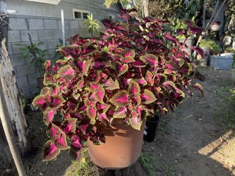 Coleus Plant , Corona De CRISTO , Plumerias ,, Crown Of Thorns