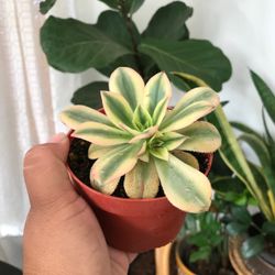 Succulent Plants