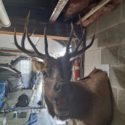 ELK Mount- Killed in Colorado 