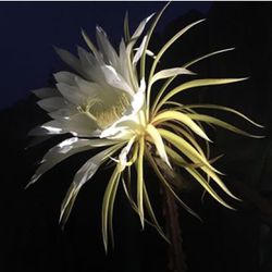 Night Blooming Cereus Cacti: Genus Selenicereus