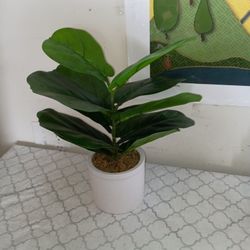 Fake Fig Leaf Plant in Ceramic Pot