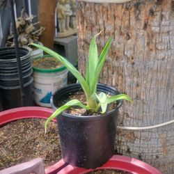 Smooth Agave Plant
