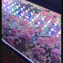 Red Rooters And Duck Weed Mix