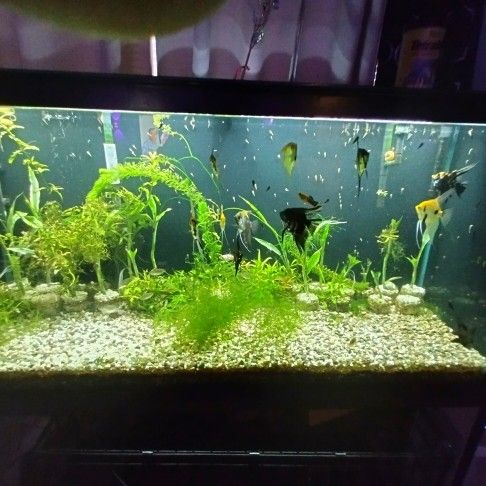 70 Gallon 45 Gallon Aquariums