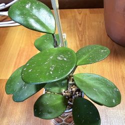 Potted Hoya Obvata Splash 