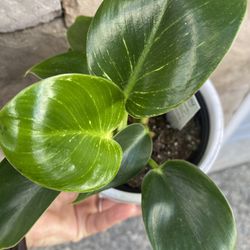 Philodendron Birkin With Ceramic Pot