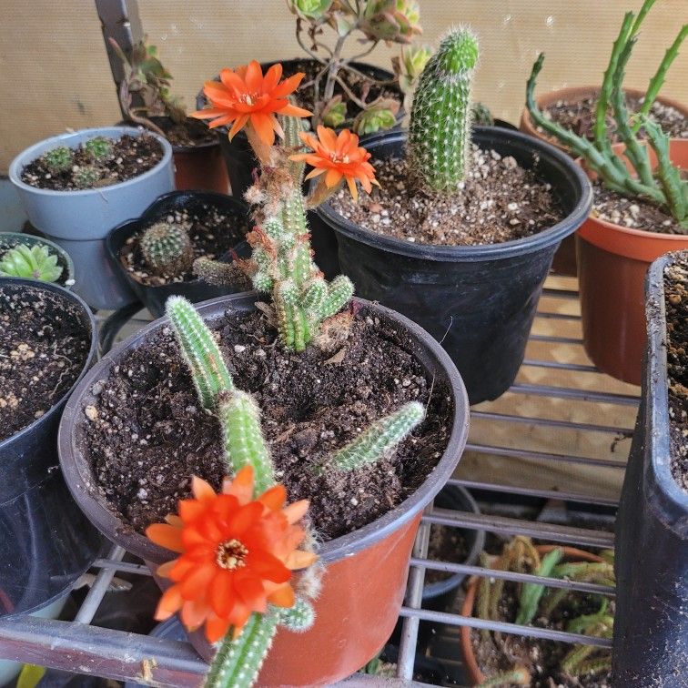 Cactus for Sale in Apple Valley, CA - OfferUp