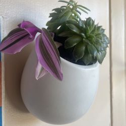 Live Succulents (real plants) 