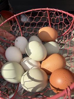 Fresh Eggs