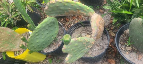 Cactus fruit