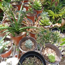 Succulents Large Selection House Plant Potted Plant