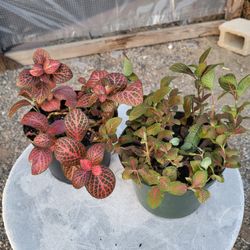 Polka Dot Plants 6" Pot $4 Each