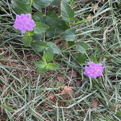 Lavandería Lantana Plant Purple