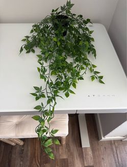 Artificial Trailing Vine Plant in Pot