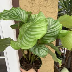 Calathea Orbufolia Plants