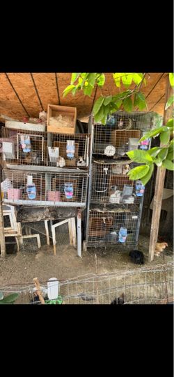 Cages
