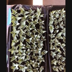 Octopus Agave Plants Pups  Aprox 50 To 60 Per Tray Several Available