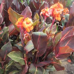 Beautiful Variegated Canna lily Plants With Orange Flowers