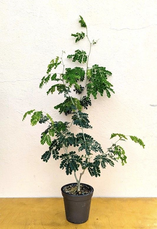 Brazilian Rain Tree, 4-inch pot, Perfect for bonsai/ Not A Bonsai