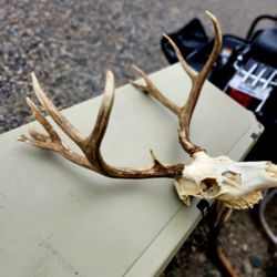 Trophy Freak Mule Deer Mount