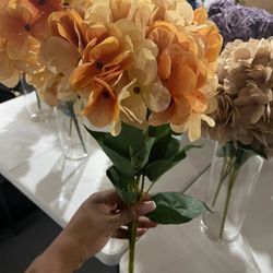 Color Hydrangea For Sale.